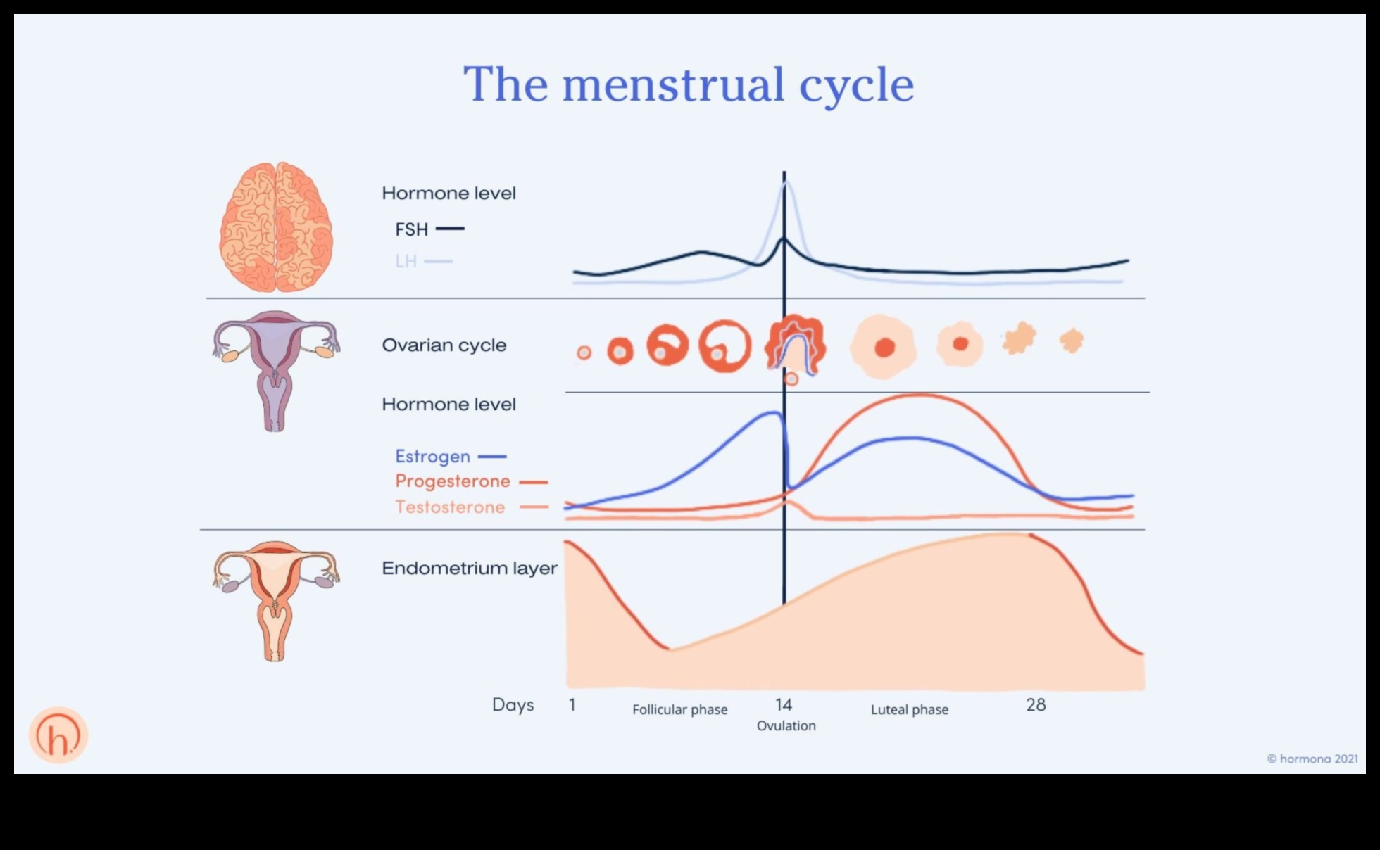 Düşük Yağlı Diyet Kadınlarda Hormonal Dengeyi Destekleyebilir mi?